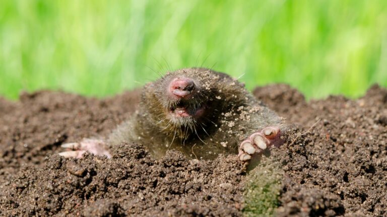 Close-up of mole's face and paws emerging from dirt, showing why homeowners seek methods on how to get rid of moles