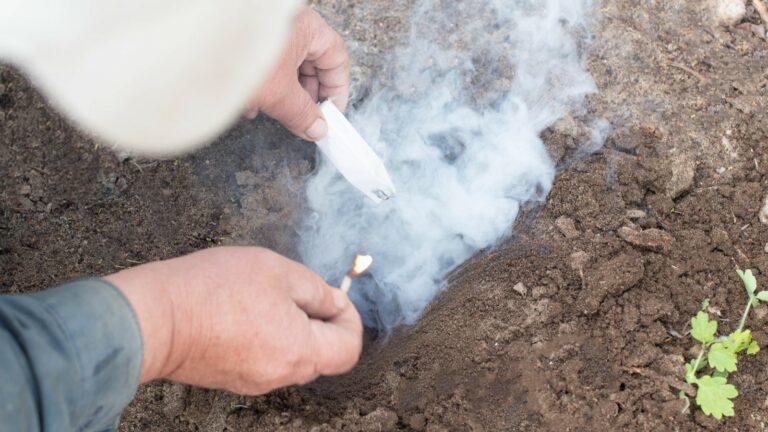Hands using smoke to flush out moles, demonstrating a technique on how to get rid of moles in lawn