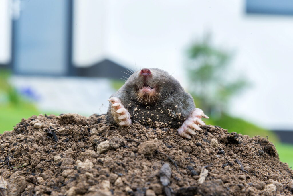A close up of a mole emerging from a fresh dirt mound in a backyard with a residential home visible in the background.