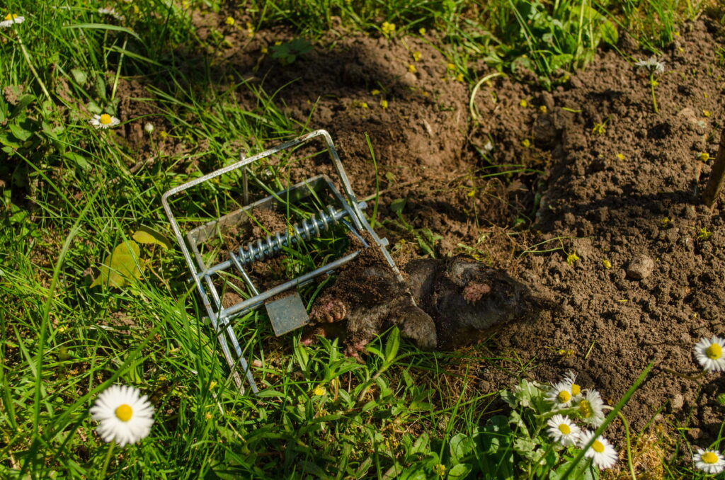 A metal mole trap is successfully set in a garden bed surrounded by green grass and small white daisies.