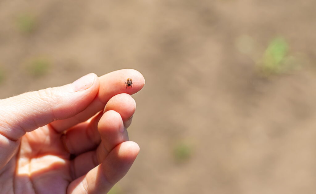 A close-up of a tiny tick resting on a person's fingertip, illustrating the secondary parasite risks commonly found in the heavy clay soils of Cincinnati yards where eastern moles tunnel.