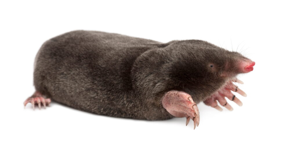 A close-up of an eastern mole with its prominent digging claws, a common pest that thrives in the heavy clay soils of the greater Cincinnati area.