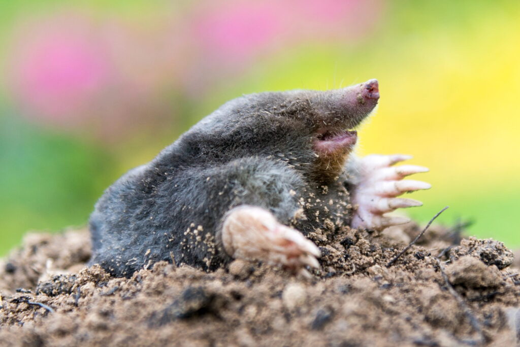 A close-up of an eastern mole emerging from a fresh dirt mound, illustrating how the poorly draining, heavy clay soils of the Cincinnati area create an ideal, earthworm-rich habitat.