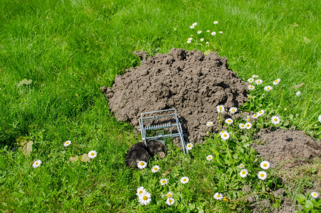 A metal scissor-style mole trap with a powerful spring mechanism is set and triggered in the grass next to a fresh molehill.