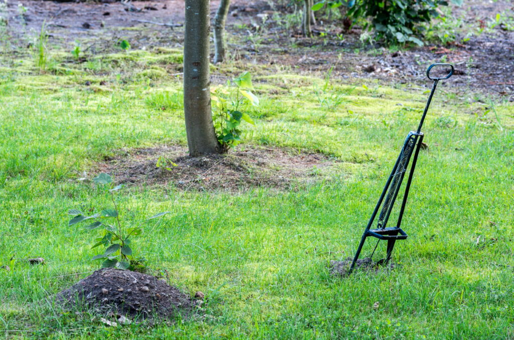 A tall, spring-loaded harpoon-style mole trap with a handle is set in the lawn, positioned near a fresh molehill.