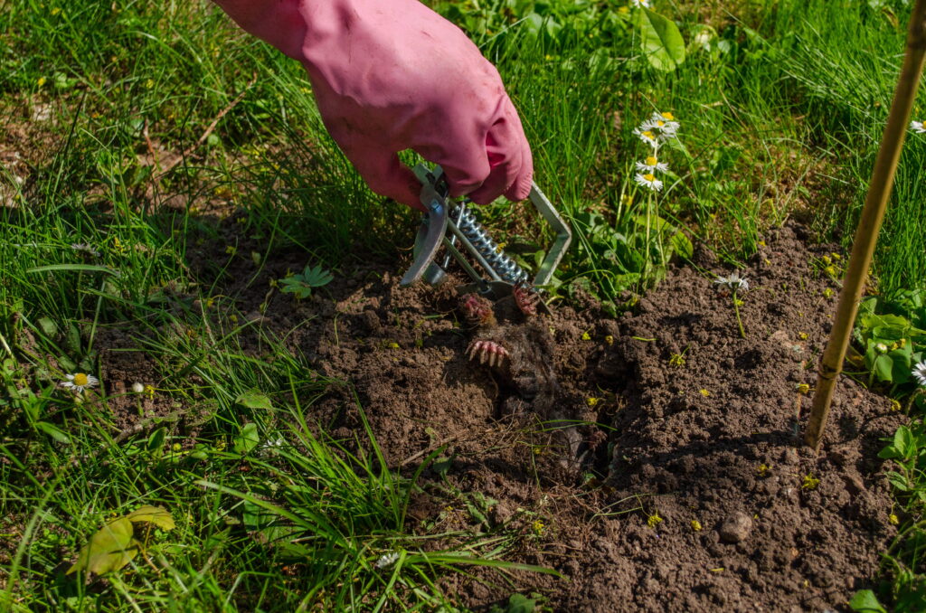 A person wearing pink gloves removes a triggered metal trap from the soil containing a captured mole to confirm the removal was successful.