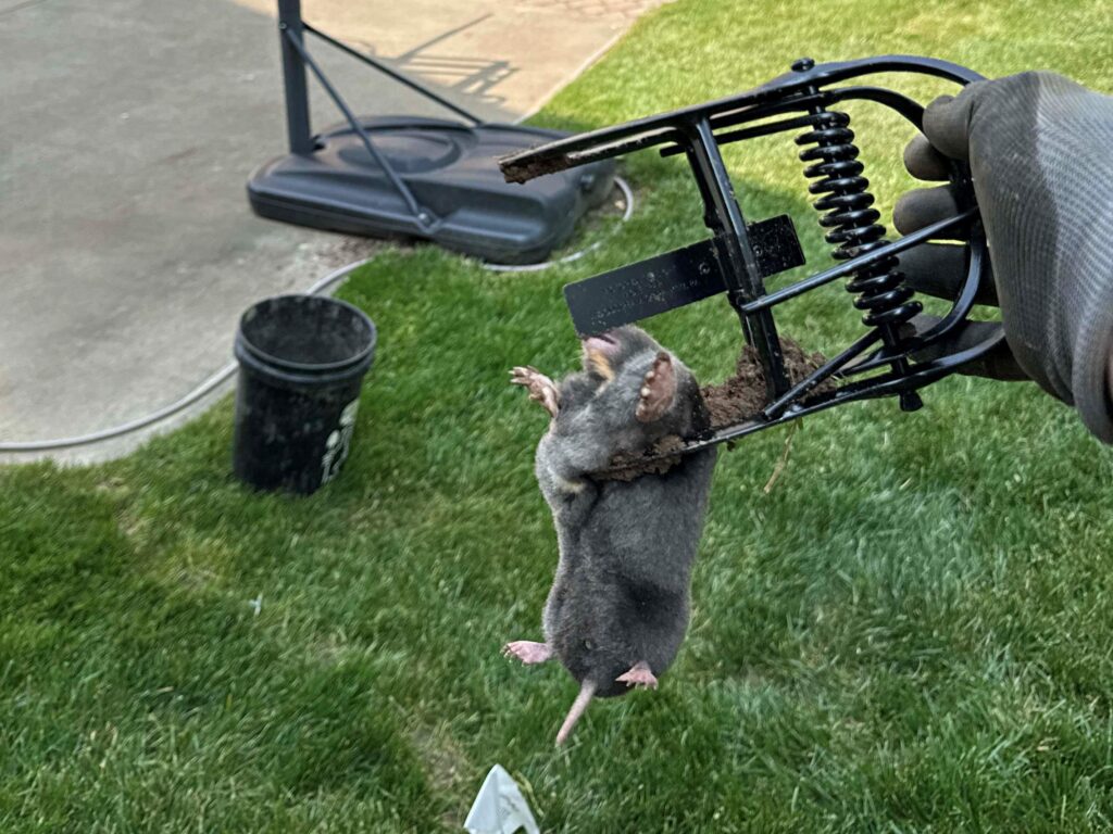 A gloved hand holds a metal mole trap containing a captured mole over a residential lawn.