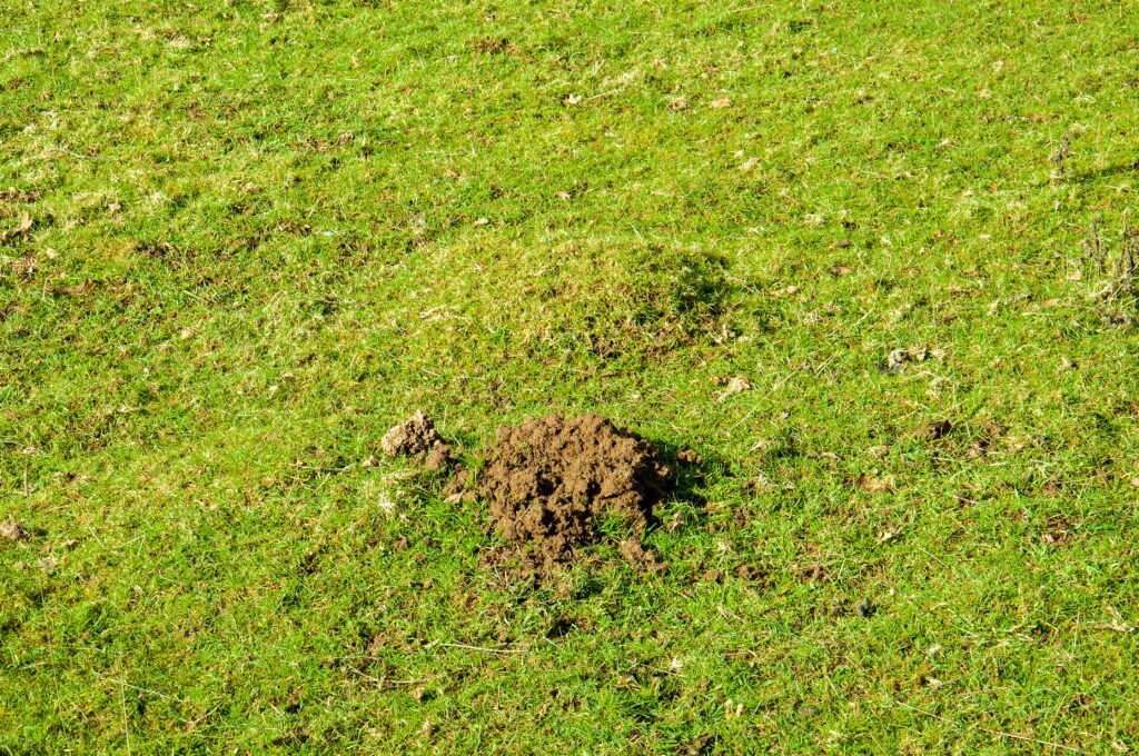 A freshly excavated dirt mound on a green lawn perfectly illustrates what do mole holes look like when subterranean pests begin causing damage to your yard.