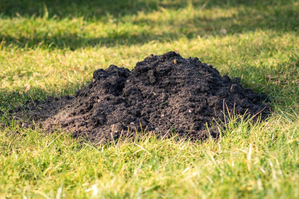 A conical mound of dark, loose soil on a grassy lawn demonstrating exactly what do mole holes look like as a result of deep subterranean tunneling.