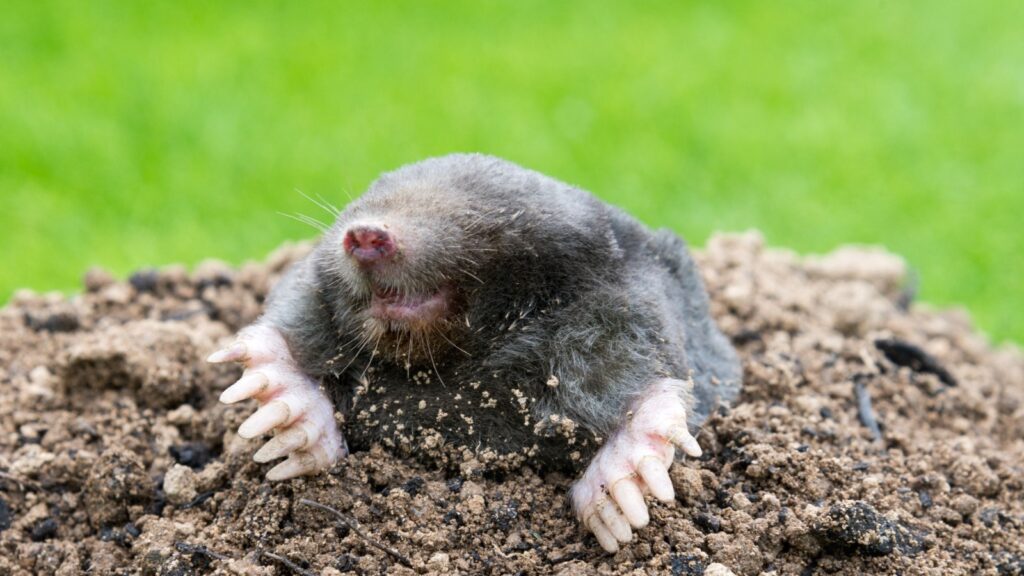 Alt Text: A close-up view of a mole emerging from a dirt mound, showing its large front claws and pink nose against a blurred green grass background.