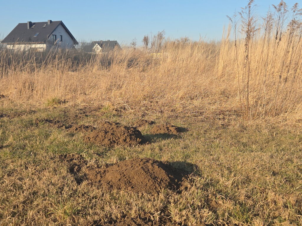 Several fresh dirt mounds created by moles sit in a grassy field in front of a suburban home under a clear blue sky.