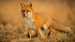 fox mole predator image