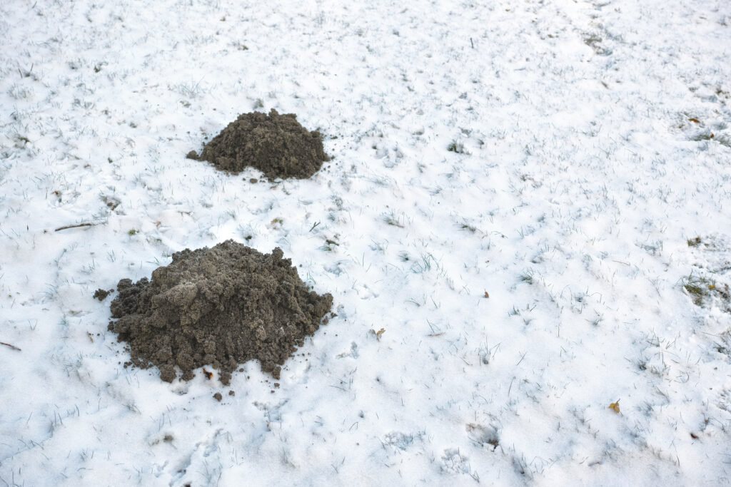 Two dark mounds of excavated dirt sit atop a snow-covered lawn, showing evidence of underground activity during the cold season.
