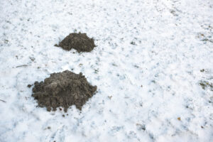 Two dark mounds of excavated dirt sit atop a snow-covered lawn, showing evidence of underground activity during the cold season.