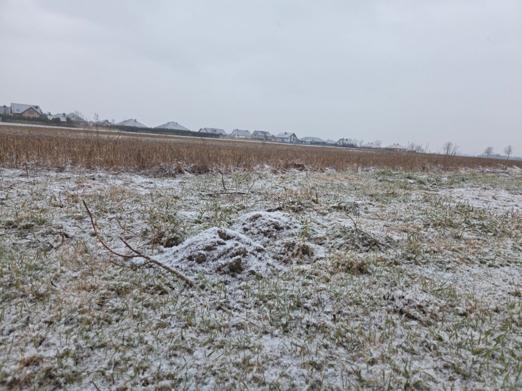 A wide shot of a snowy field under a gray sky, featuring several distinct mounds of dark earth pushed up through the light snow cover.