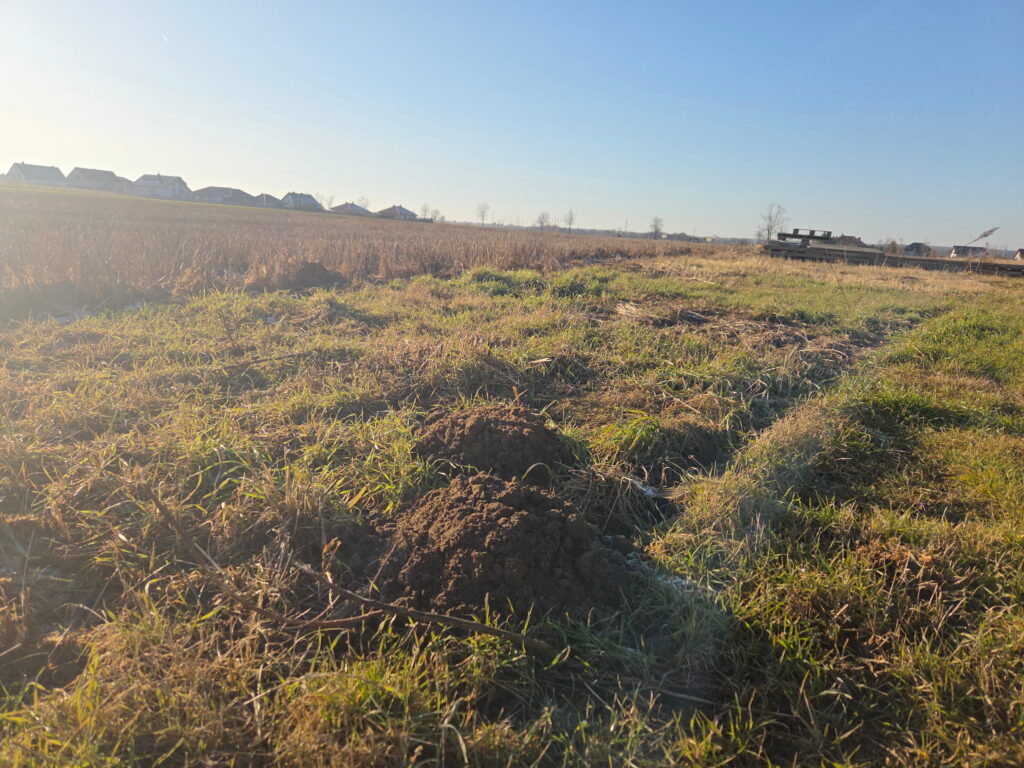 Fresh molehills scattered across a sunlit field illustrate the common failure of standard deterrents and the need to reconsider using ultrasonic mole repellents in large yards.