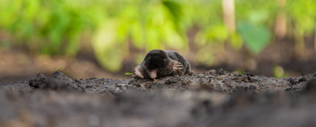 A mole digging through dark soil in a green garden, providing a helpful visual for homeowners learning when are moles most active.