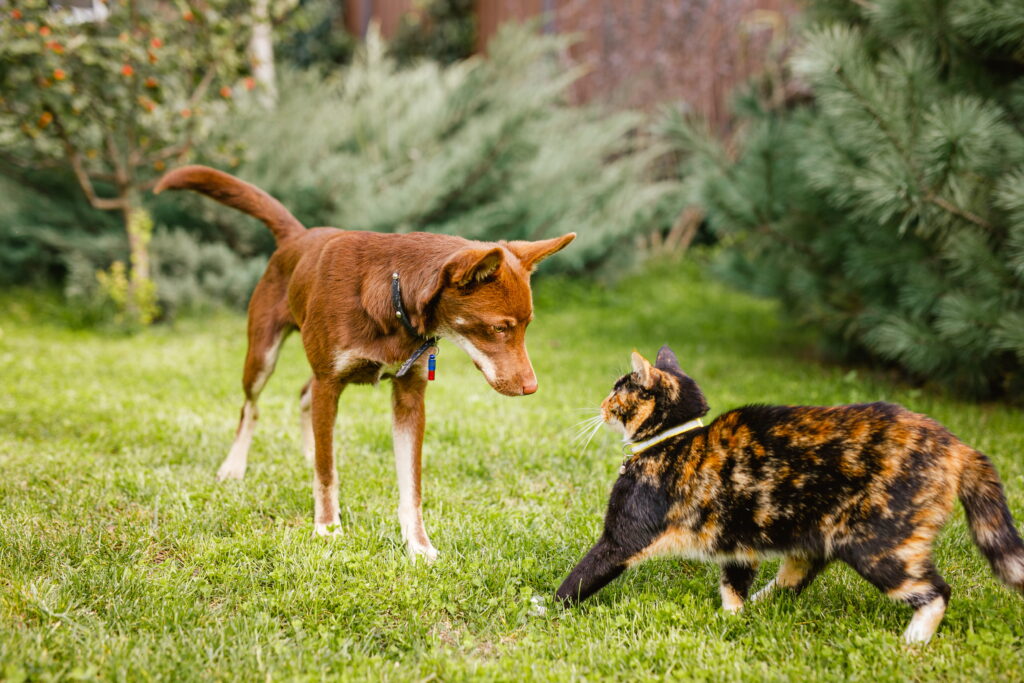 A brown dog and a tortoiseshell cat interact on a lush green lawn near garden shrubs, illustrating the typical outdoor environment where pets might encounter local wildlife.