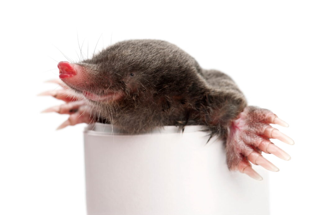 A close-up of an Eastern mole emerging from a white tube, highlighting its pink snout, tiny eyes, and the broad, powerful front paws used throughout its life cycle.