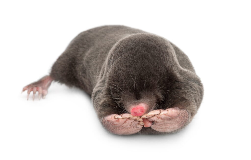 A close-up studio portrait of a small, dark grey mole with large pink digging claws and a sensitive snout against a white background.