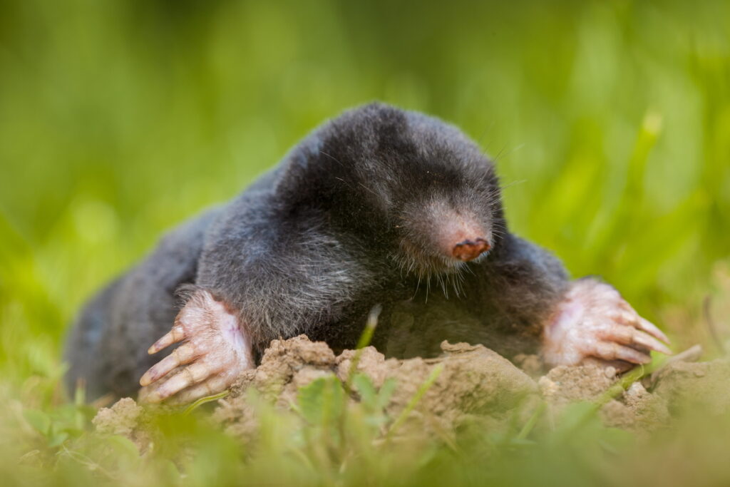 A close-up view of a dark-furred mole emerging from a dirt mound in a lush green lawn.