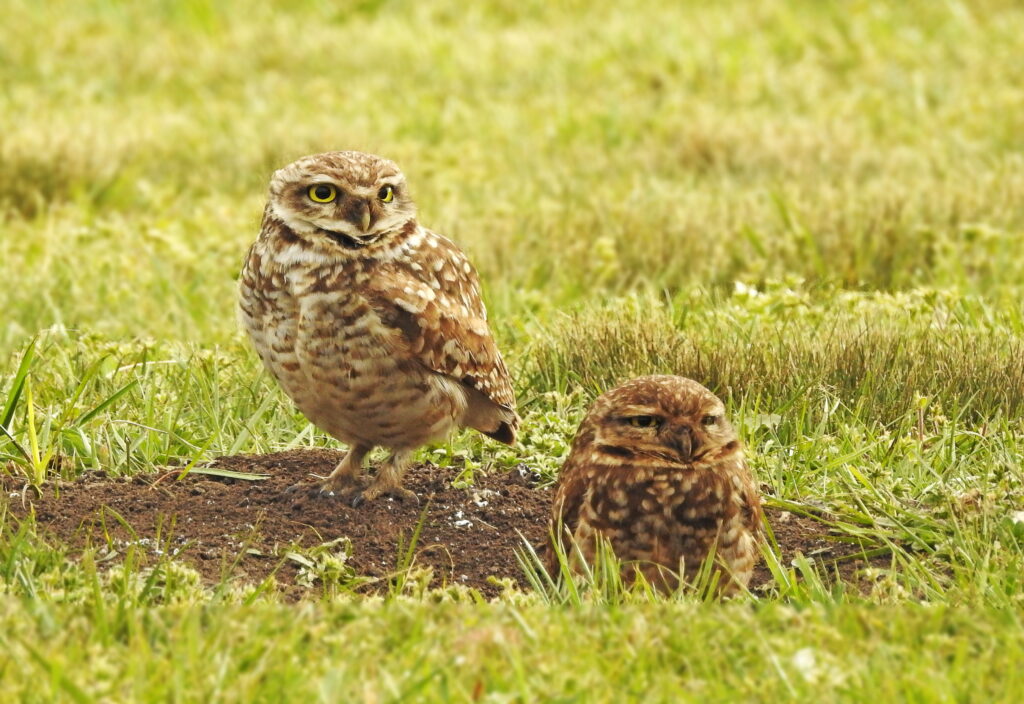 Two burrowing owls stand near an underground tunnel entrance in a grassy field, showcasing their role as avian hunters.