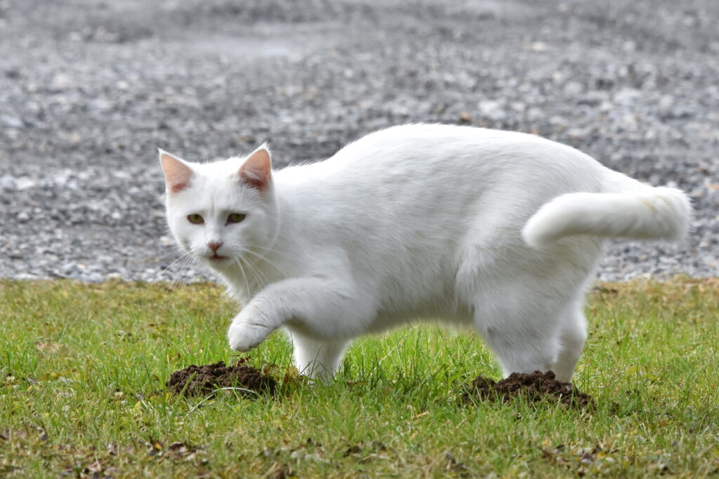 A white domestic cat stands in a grassy area with its paw raised over small mole mounds.