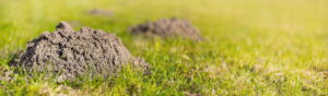 A close-up of a conical mound of fresh dirt pushed up through green grass, a classic indicator of underground tunneling.