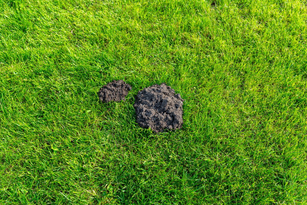 An overhead view of two dark, clumpy dirt mounds disrupting the uniform surface of a lush green lawn.