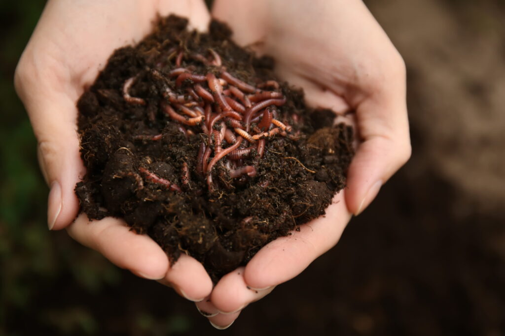 Two hands hold a clump of rich dark soil teeming with live earthworms.