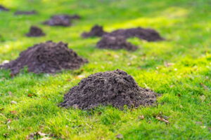 Several distinct dirt mounds sit scattered across a green residential yard before a homeowner begins the process of lawn repair after moles in SW Ohio.