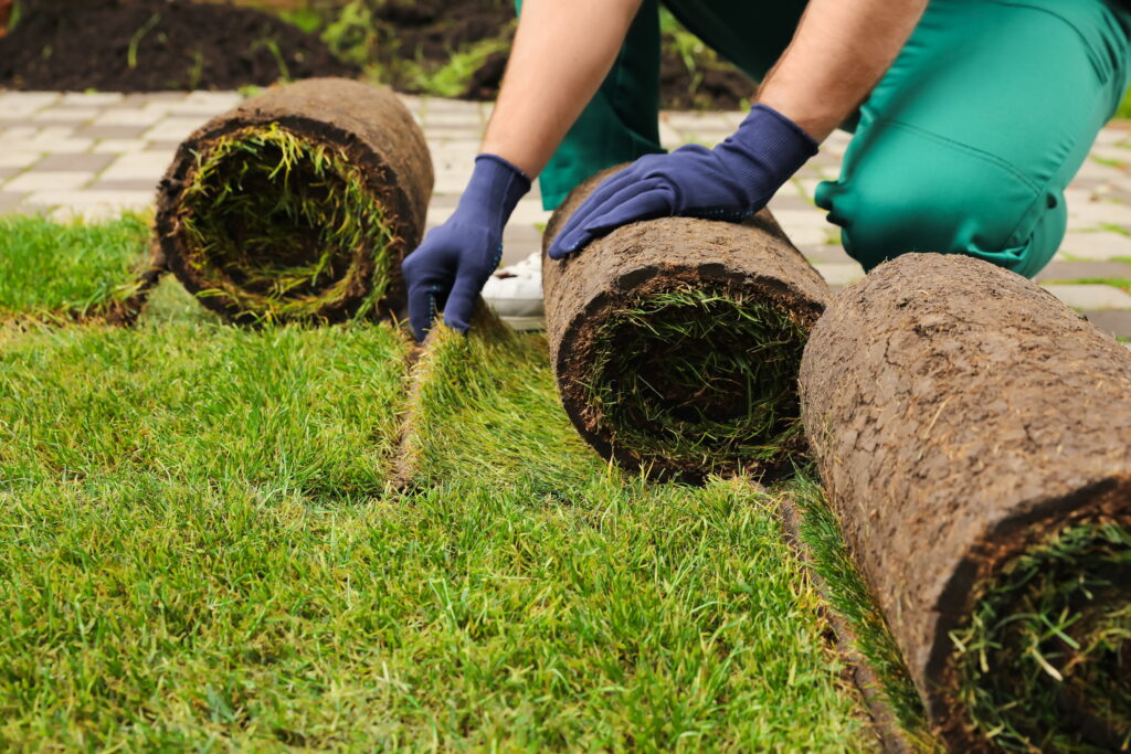 A landscaper wearing blue gloves unrolls fresh green sod over bare dirt to complete a lawn repair after moles in SW Ohio.