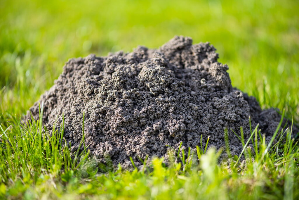 A heavy pile of excavated soil sits on green grass before a homeowner tackles lawn repair after moles in SW Ohio.