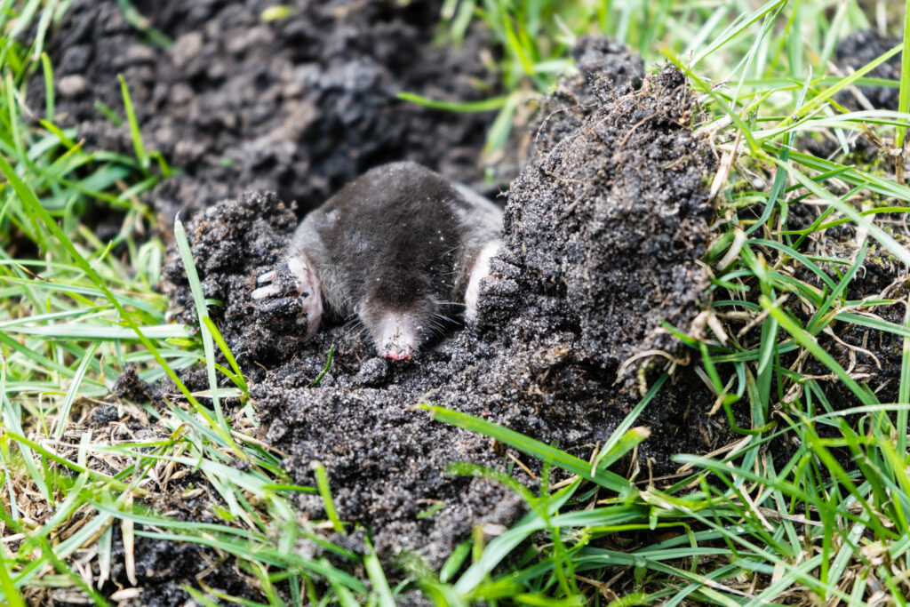 A dark mole with white paws digs through a green lawn, creating a dirt mound that lacks any visible mole droppings.