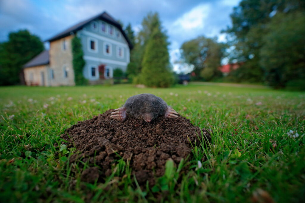 A mole emerges from a fresh dirt mound in a residential yard, leaving behind displaced soil rather than visible mole droppings.