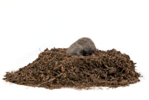 A small brown mole emerges from a mound of dark soil instead of leaving visible mole droppings on the surface.