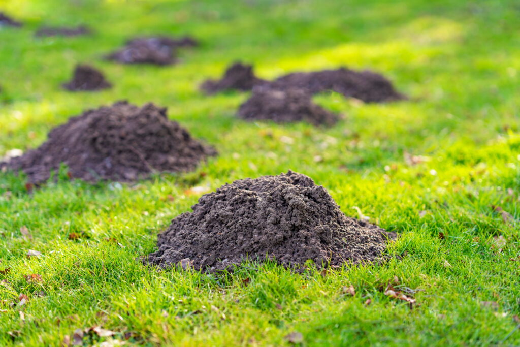Several volcano-shaped dirt mounds sit on a green lawn, which are the visible evidence of tunneling rather than mole droppings.
