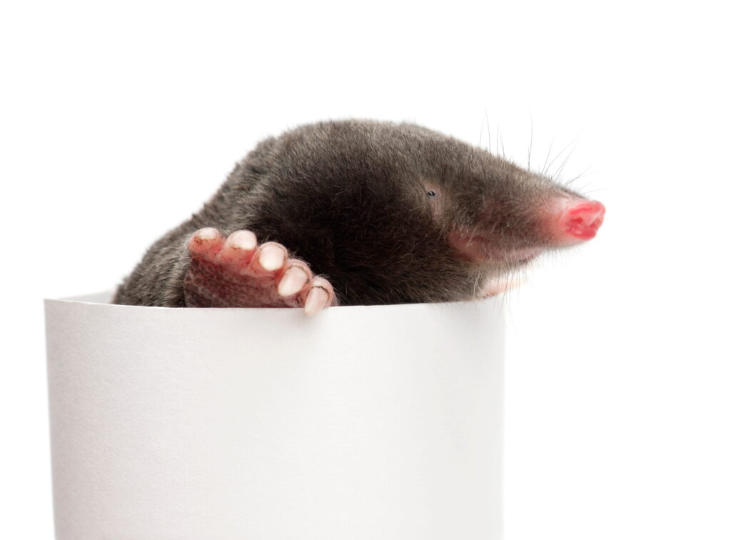 A small dark mole peeking its head and large digging claw out of a white cylindrical container against a plain background.