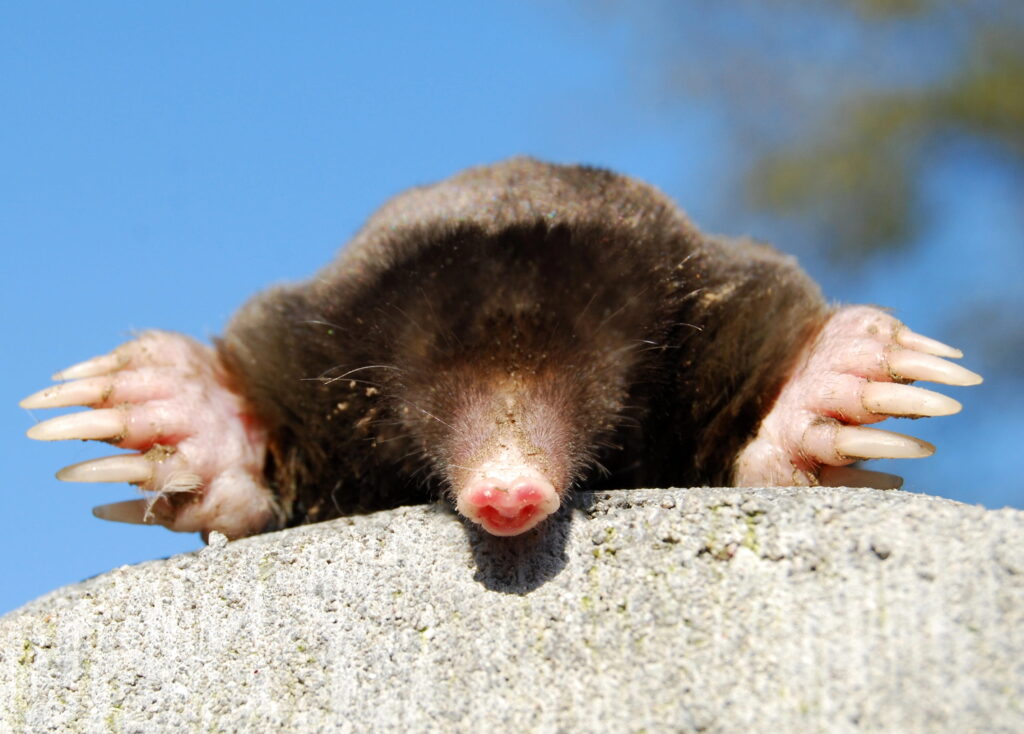 A head-on view of a mole resting on a concrete surface, showcasing its pink snout and broad, powerful digging paws with long claws against a clear blue sky.