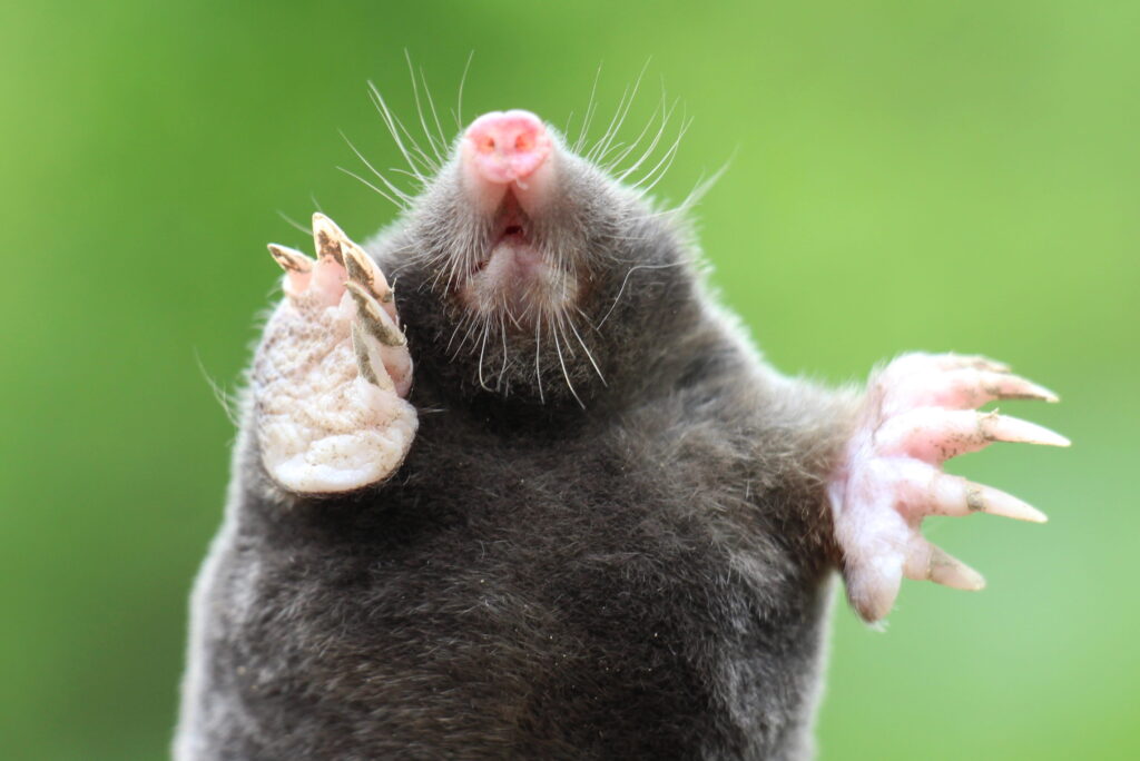 An upward-facing view of a mole with its pink nose and whiskers raised, extending its large, dirt-dusted digging paws against a soft green background.