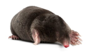 A close-up profile of a European mole with velvety black fur, a pink snout, and powerful, oversized front claws designed for digging.