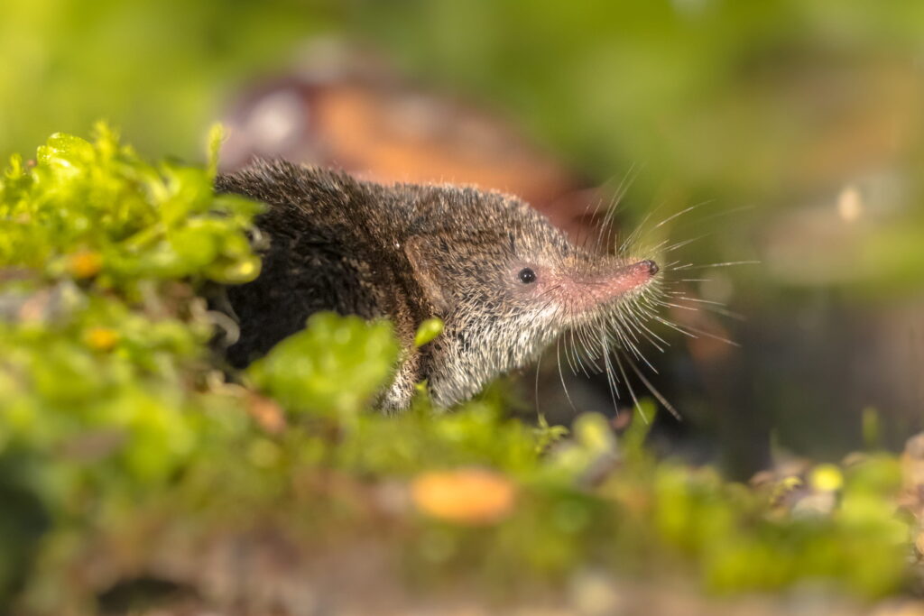 A close-up view of a tiny shrew with a long, pointed snout and prominent whiskers peeking out from behind vibrant green moss in a garden setting.
