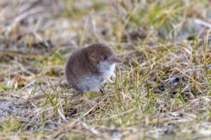 A small shrew with dense brown fur and a distinct pointed snout stands alert in a patch of dry winter grass, showcasing the tiny pest often compared in the shrew vs mole debate.