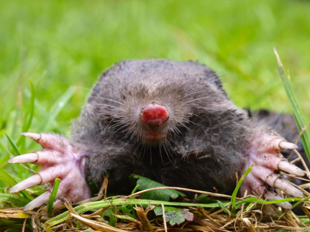An Eastern mole with a bright pink snout emerges from the grass, displaying its massive, clawed front paws designed for tearing through lawn soil.
