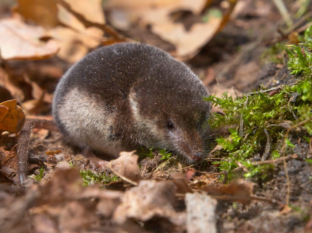 A tiny short-tailed shrew with dark brown fur and a pointed nose foragers through damp soil and fallen autumn leaves on the forest floor.