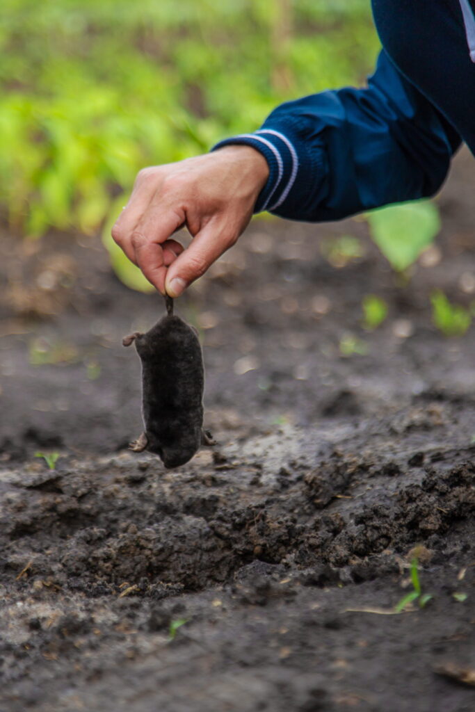 A hand holds a captured mole over freshly dug yard soil, demonstrating the successful result of a local masterclass: how to set mole traps in Greater Cincinnati.