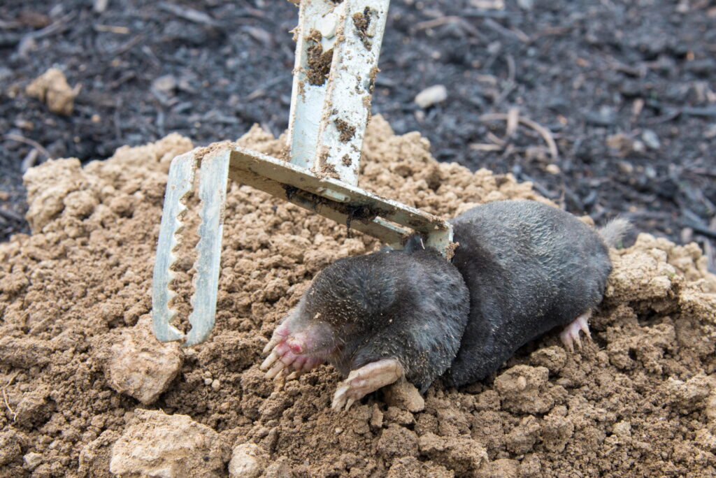 A metal scissor jaw trap secures a captured mole on top of loose clay soil, offering a clear visual example of how to set mole traps in Greater Cincinnati.