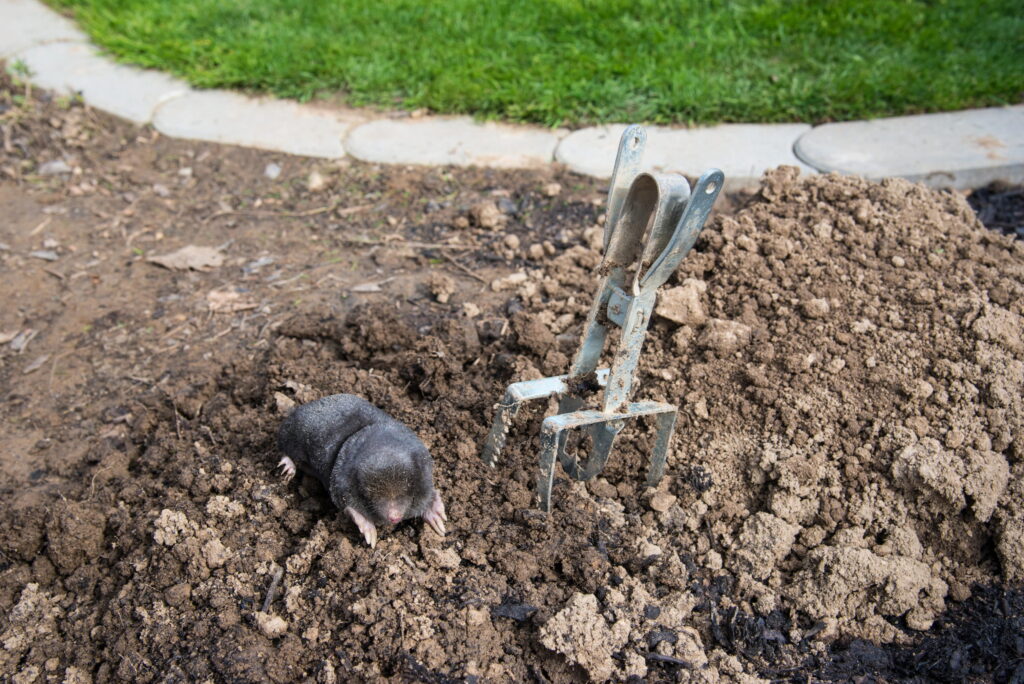 A metal scissor trap stands upright in loose dirt next to a captured mole, illustrating a practical guide on how to set mole traps in Greater Cincinnati.