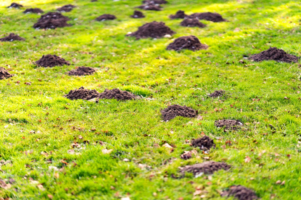 Conical dirt mounds scatter across a ruined lawn, showcasing the extreme subterranean turf damage that leaves local homeowners questioning how to set mole traps in Greater Cincinnati.