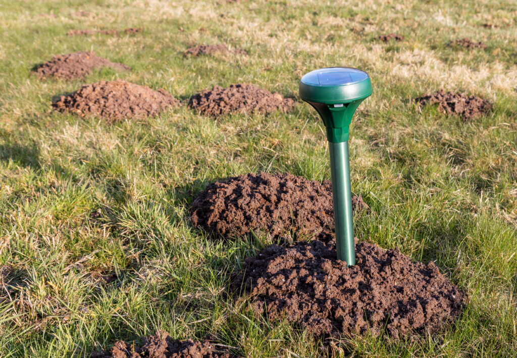 A green ultrasonic DIY mole repellent sits uselessly inside a fresh dirt mound on an Ohio lawn.